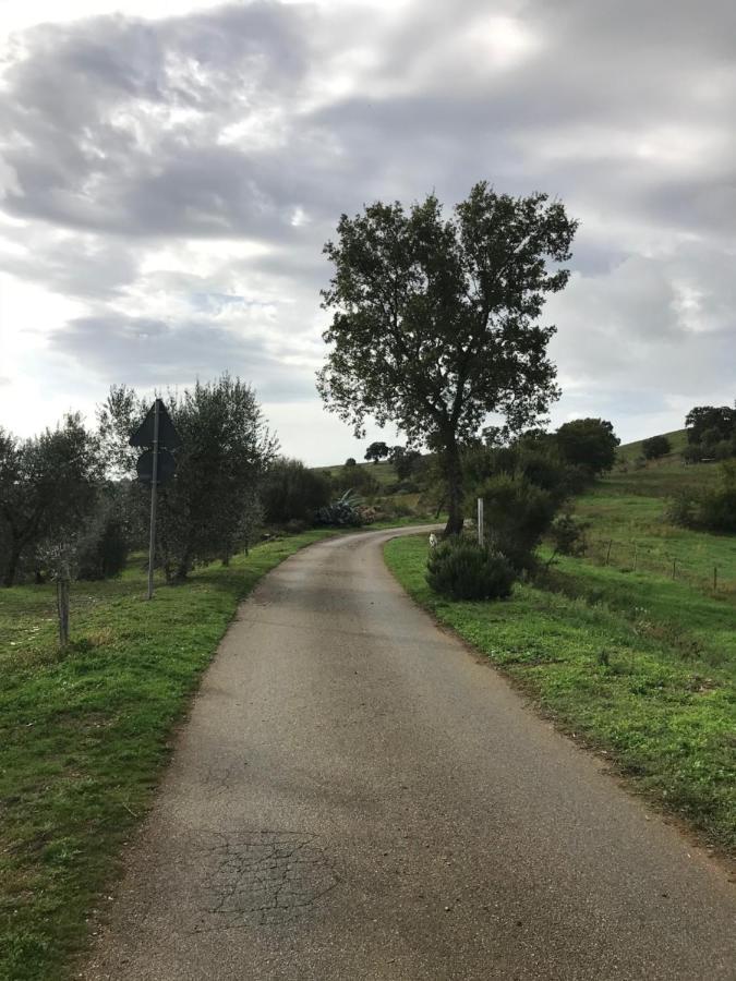 Podere Pini Magliano in Toscana